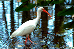 White Ibis